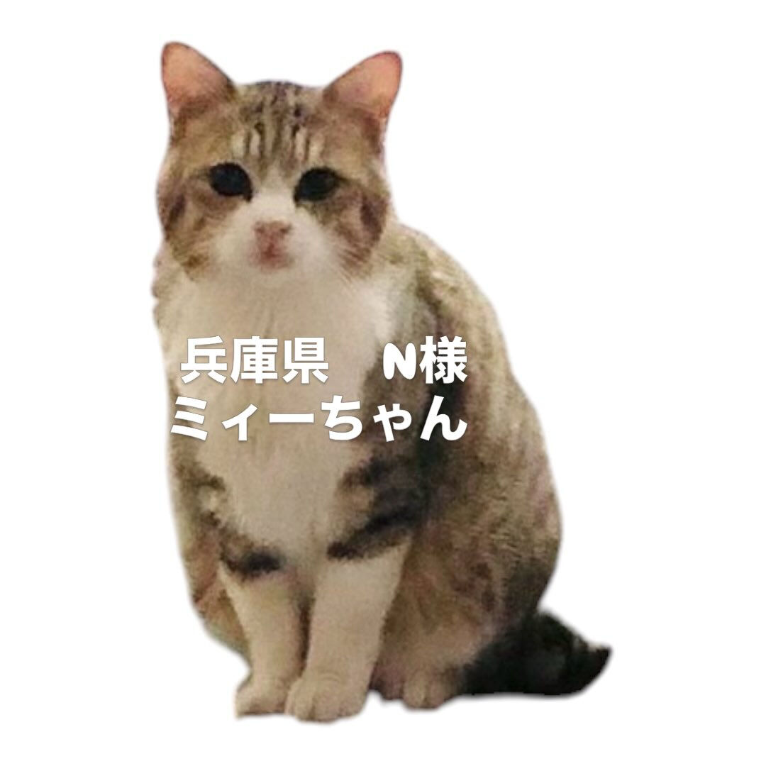 気づいたらいなくなっていたミィーちゃん