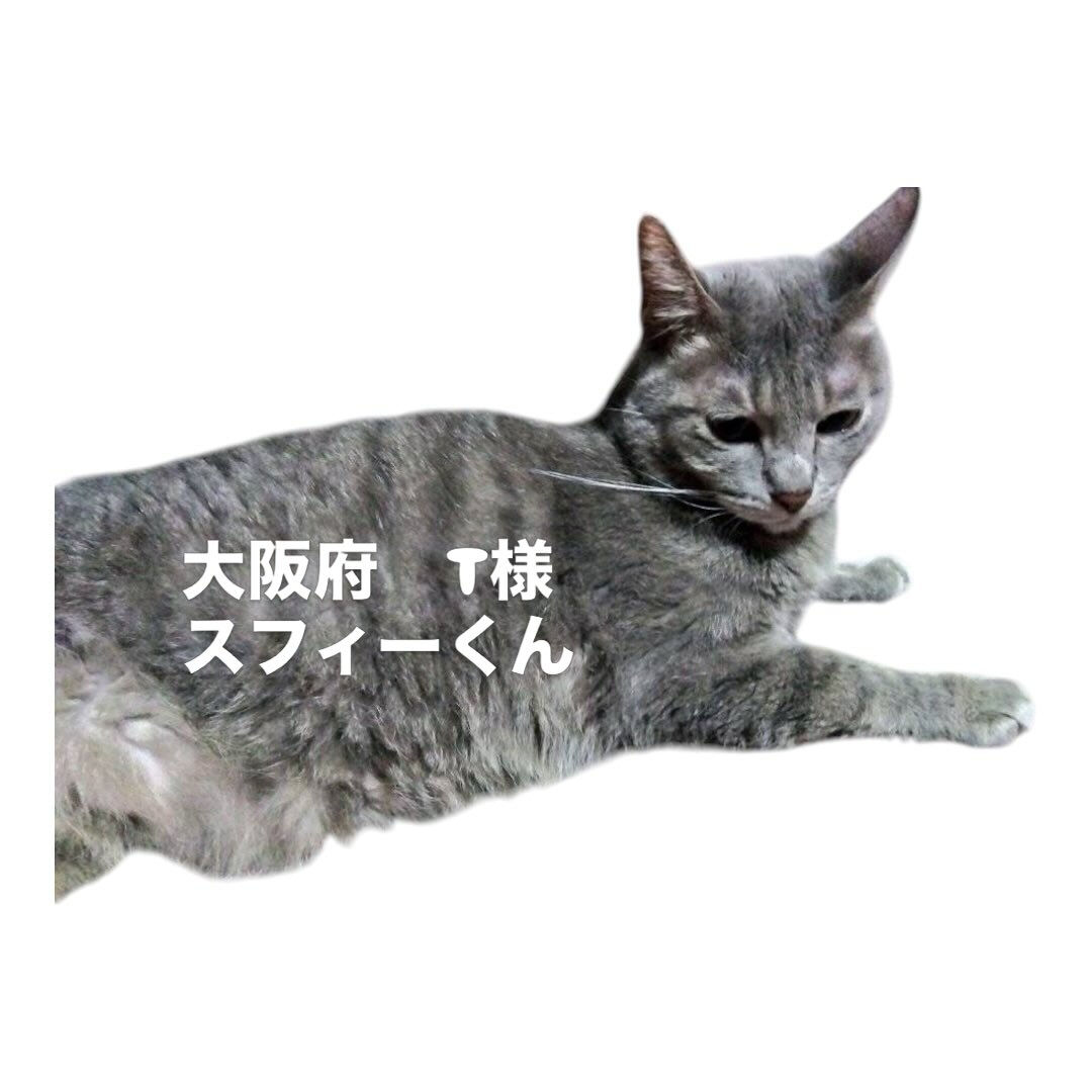 自由に外に行けるようにしていましたが、毎日ちゃんと帰ってきて
