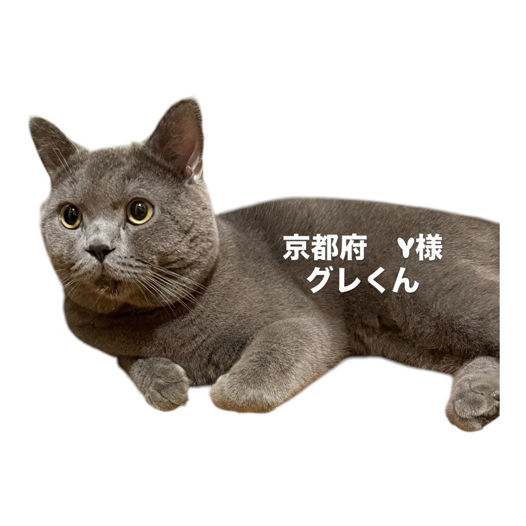 玄関前で抱っこしていた際に、急に暴れて飛び出していなくなって