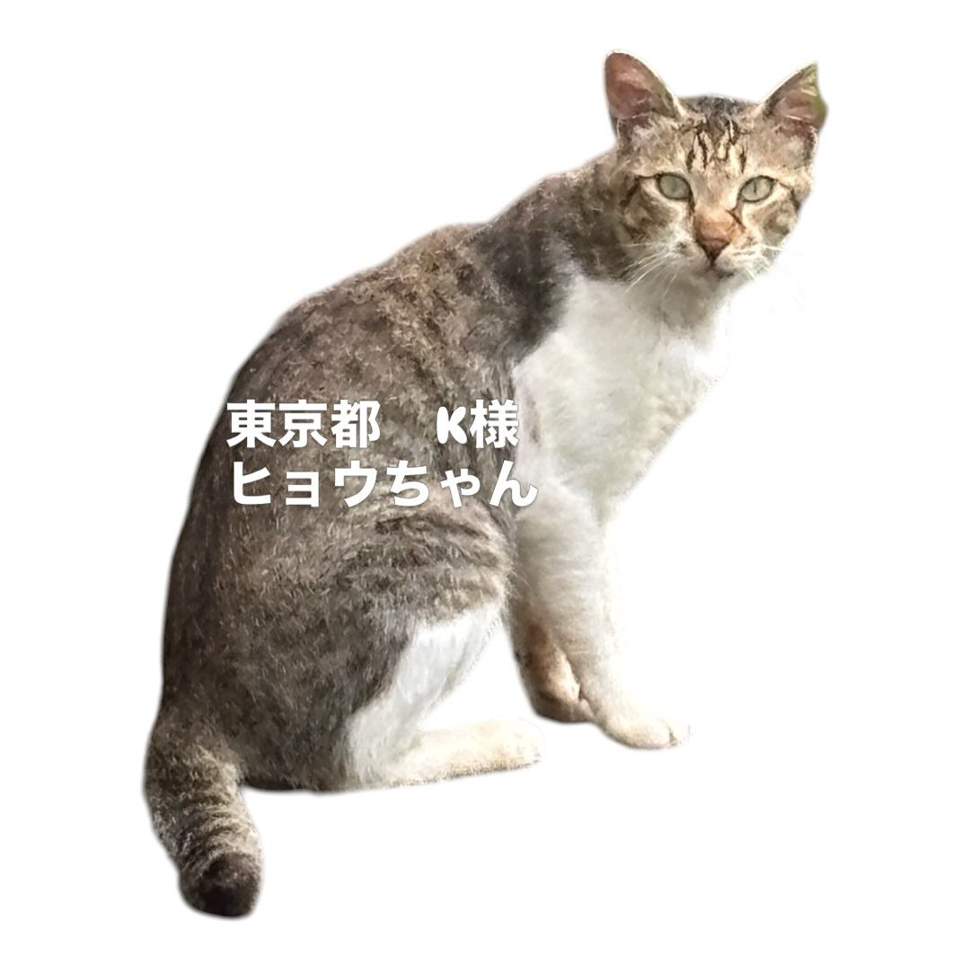 旅行の最中、サービスエリアで脱走していなくなってしまいもう見