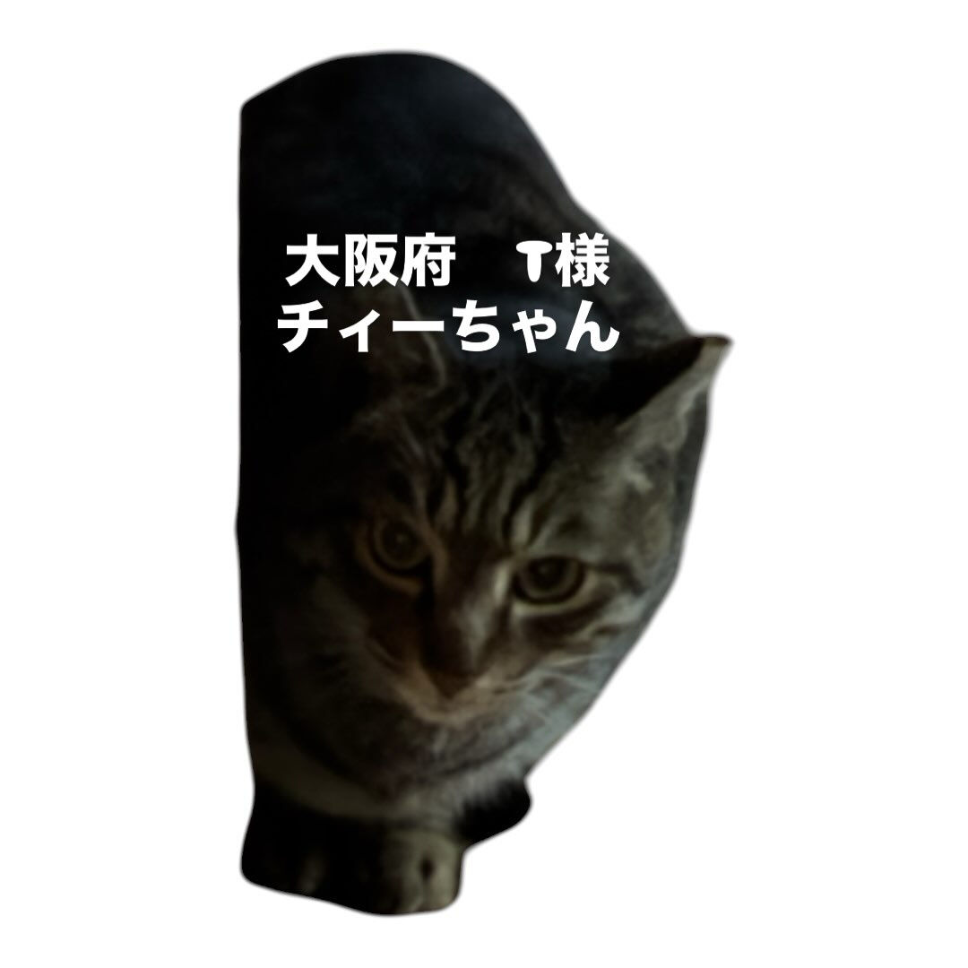 元野良ちゃんだったのを保護して、すぐの脱走だったのでまだお家