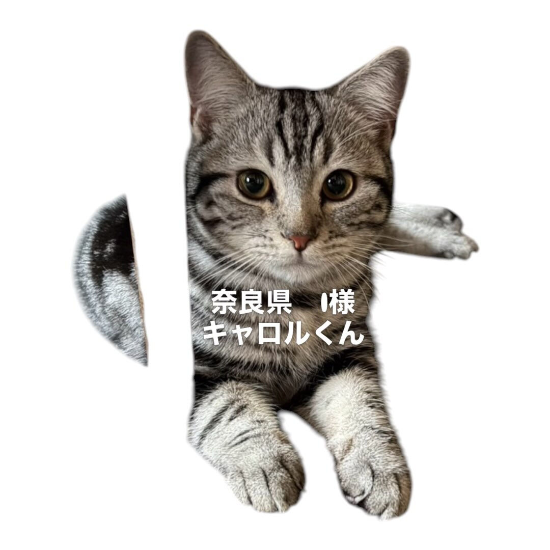 外には一度も出した事がなかったので、外に慣れていないため車に