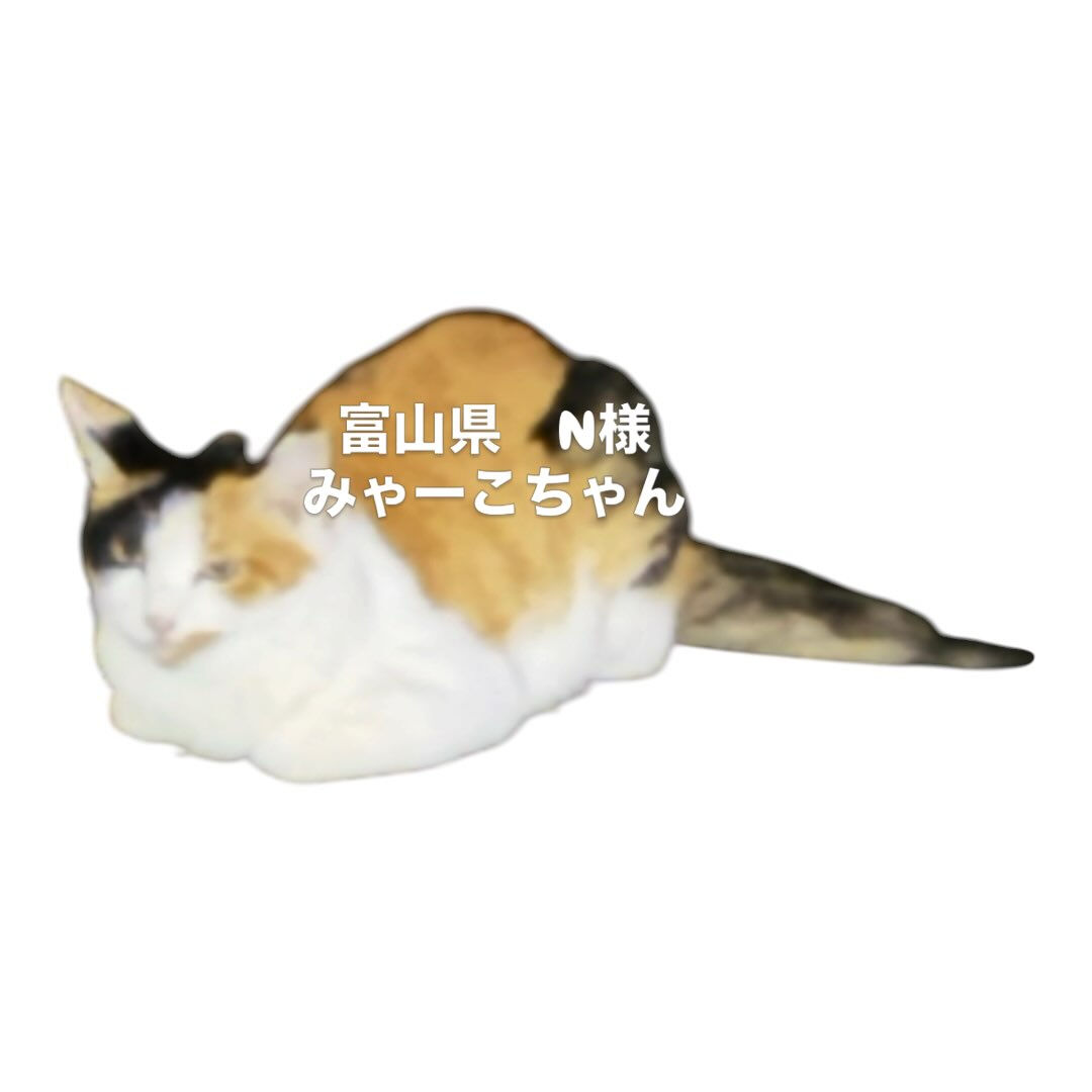 普段から自由にお外に出しているので外には慣れているのですが、
