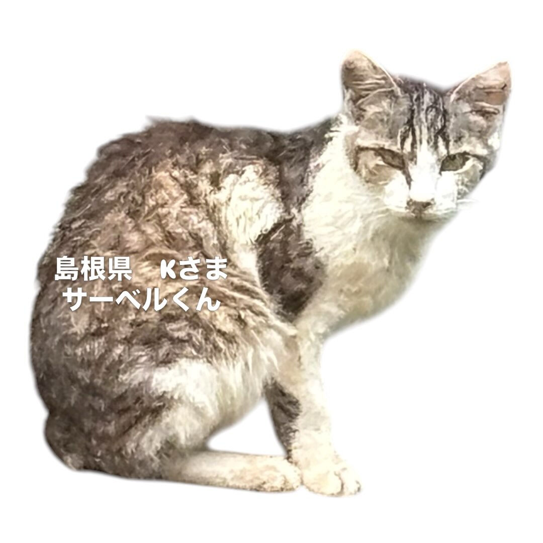 保護まてに3ヶ月もかかったので、痩せ細って毛並みもボサボサで