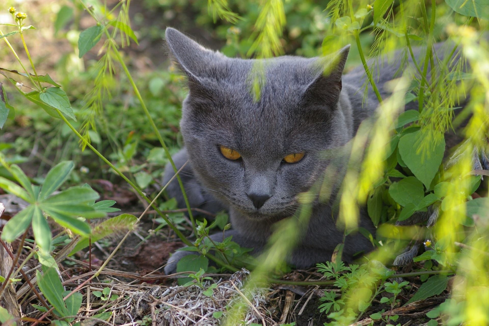 即日から始まる迅速な猫の捜索活動