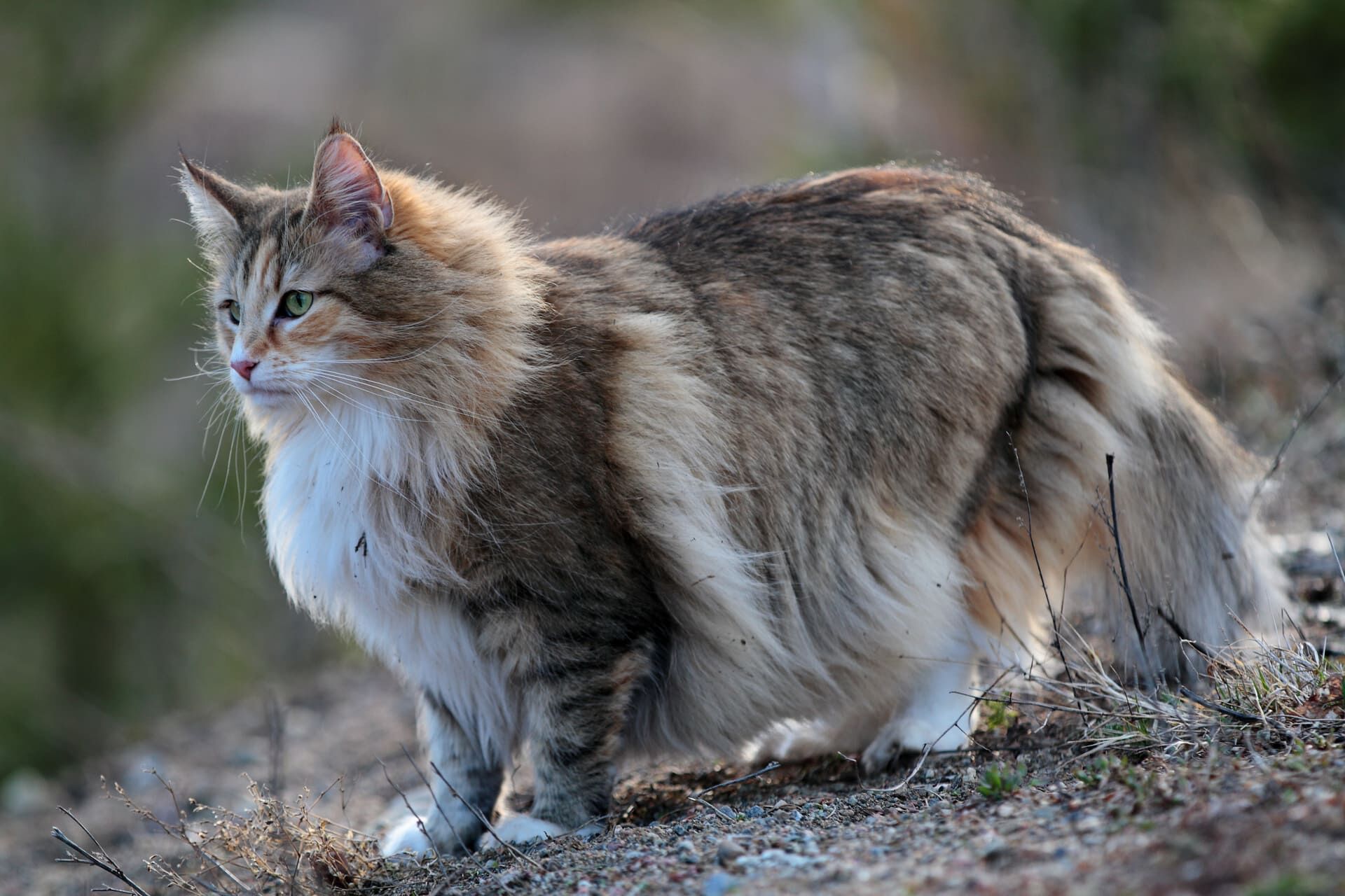 発見を目指して集中的な猫の捜索を実施