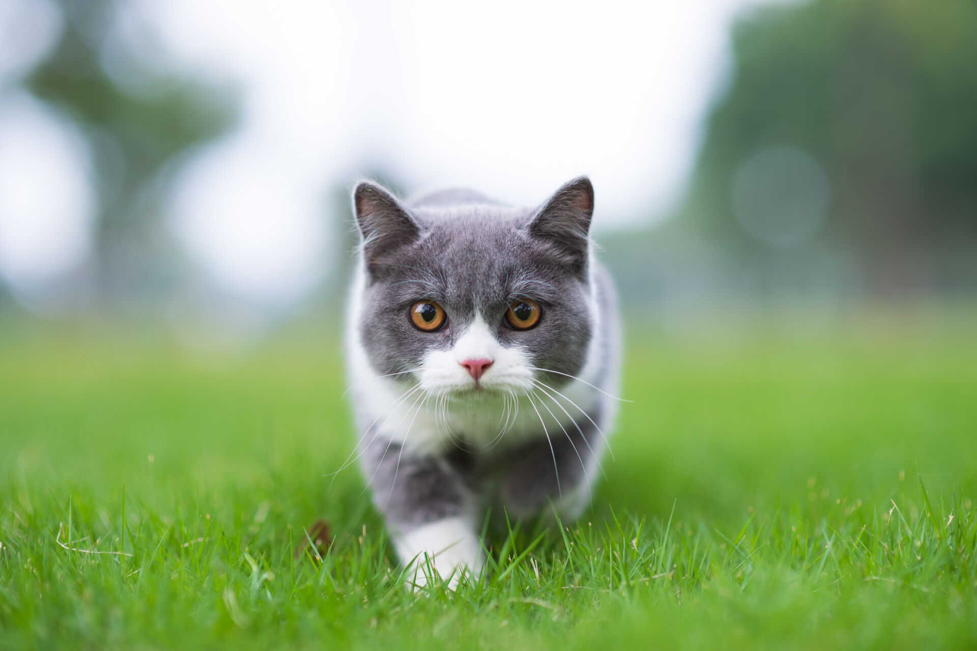 AdobeStock_233678700